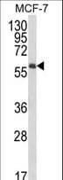 IHC-plus™ IL10RA Antibody (aa147-175)
