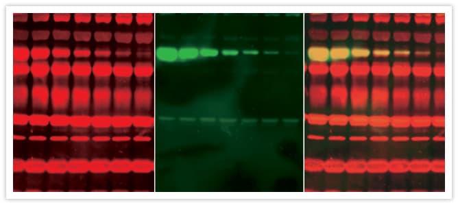 Alpha Tubulin Antibody (clone 236-10501)