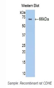 CDH1 / E Cadherin Antibody (aa155-709, Cy3)