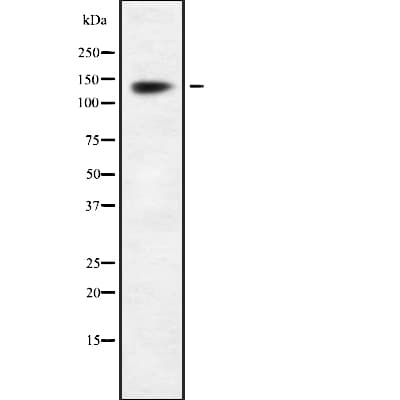 INTS2 / INT2 Antibody
