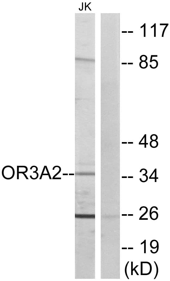 OR3A2 Antibody (aa241-290)