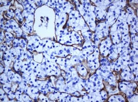 PECAM-1 / CD31 Antibody (clone OTI1F9)