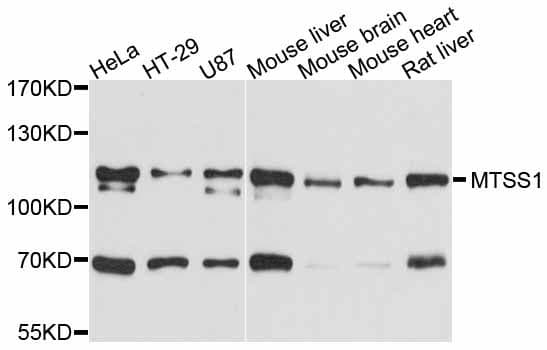 Polyclonal Rabbit anti-Human MTSS1 / MIM Antibody (WB)