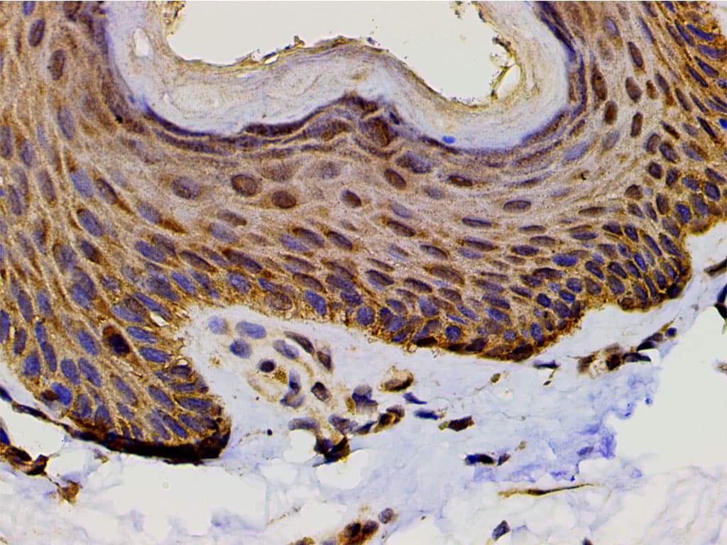 PIK3R1 / p85 Alpha Antibody (phospho-Tyr607)
