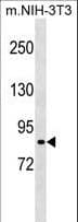 Polyclonal Rabbit anti-Mouse RPS6KA2 / RSK3 Antibody (aa191-218, WB)