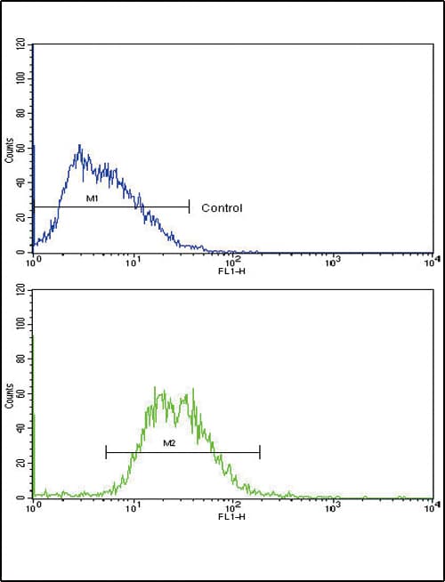 TTR / Transthyretin Antibody (aa47-74)
