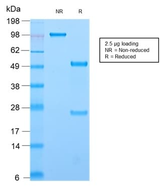 PathPlus™ CD44 Antibody (clone HCAM/2875R)