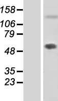 FBLN7 / Fibulin 7 Protein (Over-Expression Lysate Myc-DDK (Flag))