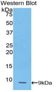 CCL14 Antibody (aa20-93)