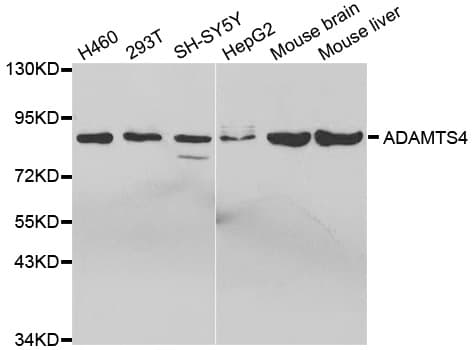 ADAMTS4 Antibody