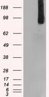 BRAF / B-Raf Antibody (clone OTI3B12)