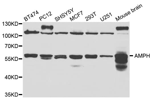 AMPH / Amphiphysin Antibody