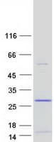 Human DSCR10 Protein (Recombinant Myc-DDK (Flag))