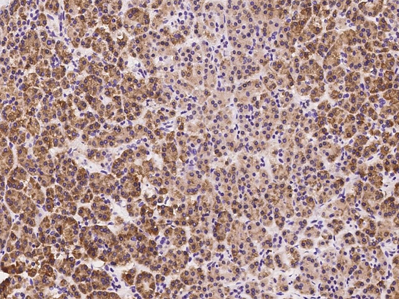 SRP72 Antibody