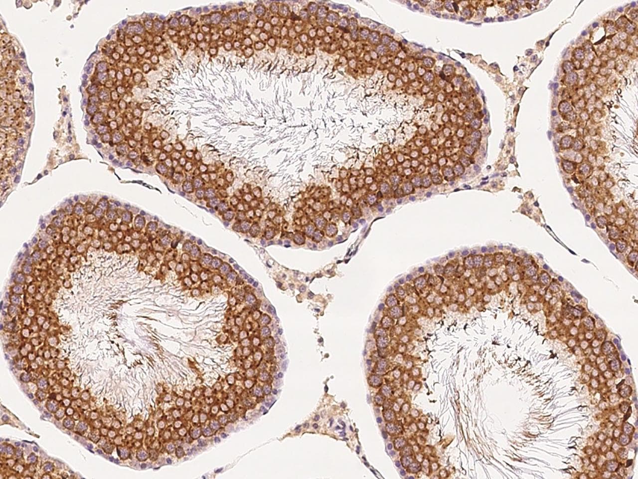 GFRA3 Antibody (Preservative Free)