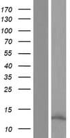 OCM / Oncomodulin Protein (Over-Expression Lysate Myc-DDK (Flag))