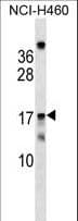 Polyclonal Rabbit anti-Human MRPS11 Antibody (aa42-69, WB)