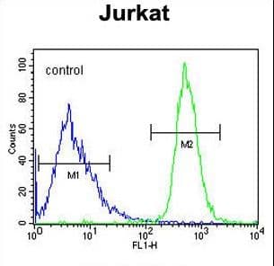 Polyclonal Rabbit anti-Human FFAR3 / GPR41 Antibody (aa293-322, WB)