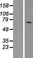 Human RAP1GDS1 / SmgGDS Protein (Over-Expression Lysate Myc-DDK (Flag))