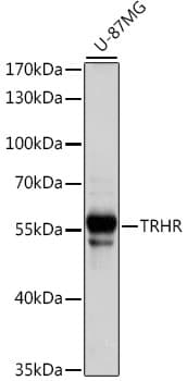 TRH Receptor / TRHR Antibody