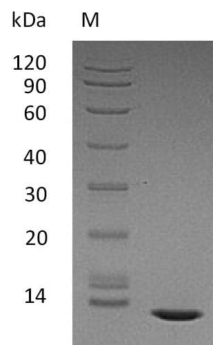 Human TGFB2 / TGF Beta2 Protein (Recombinant)