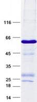 Human FXYD5 / Dysadherin Protein (Recombinant GST, N-terminus + His, C-terminus)
