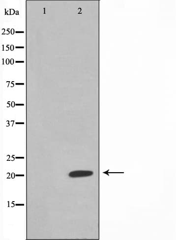 MSC / Musculin Antibody