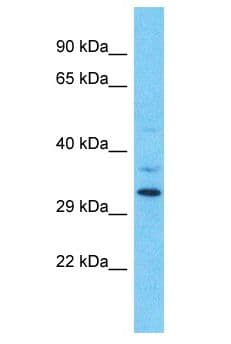 OR9Q1 Antibody (aa232-281)