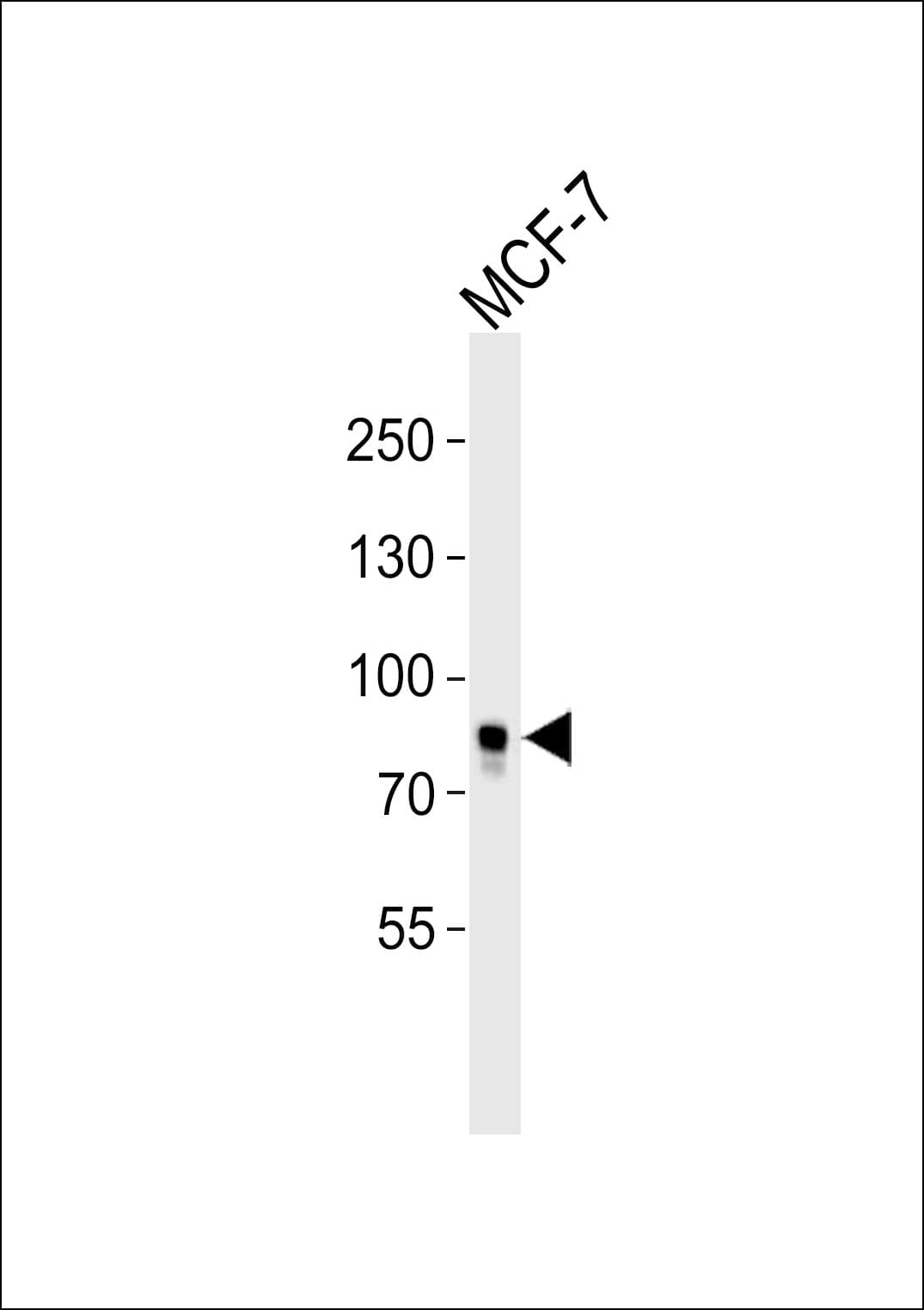 Polyclonal Rabbit anti-Human BRAF / B-Raf Antibody (Ser601, IHC, WB)