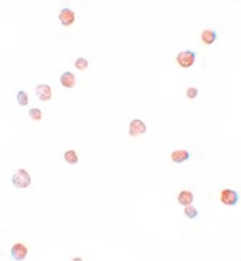 IHC-plus™ CDC23 Antibody