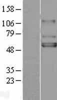 KCNJ3 / GIRK1 Protein (Over-Expression Lysate Myc-DDK (Flag))