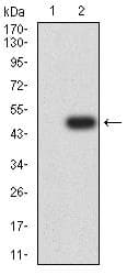 LRP6 Antibody (clone 1A3F5)