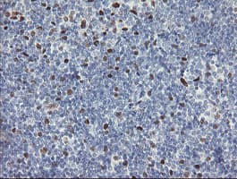 TLE1 / TLE 1 Antibody (aa180-460, clone OTI1F5)