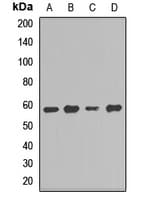 IHC-plus™ CD39 Antibody