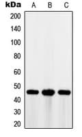 PathPlus™ MAGEA1 / MAGE 1 Antibody (C-Terminus)