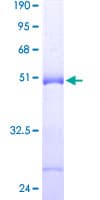 Human FAM206A / C9orf6 Protein (Recombinant GST)