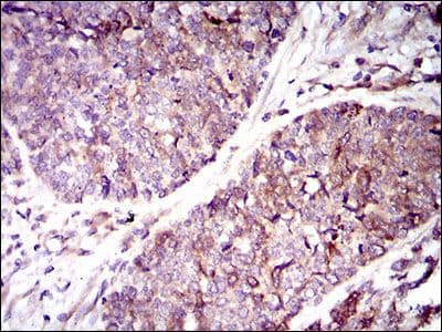 GUCY1A1 / GUCY1A3 Antibody (Amino Acid: 22-214, clone 3G6B2)