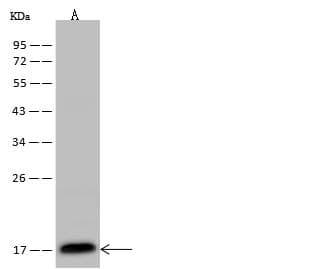 IFT20 Antibody