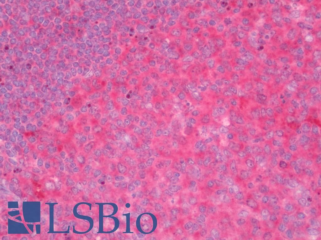 ARHGEF7 Antibody (Biotin)
