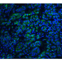 Endonuclease G / ENDOG Antibody