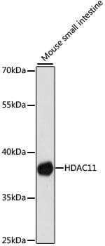 HDAC11 Antibody