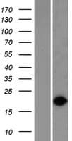 VPS29 Protein (Over-Expression Lysate Myc-DDK (Flag))