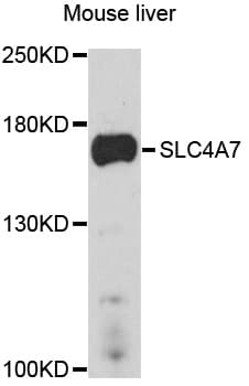 SLC4A7 Antibody