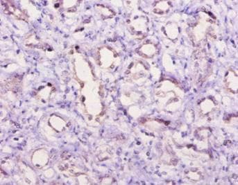 Complement C5a Antibody