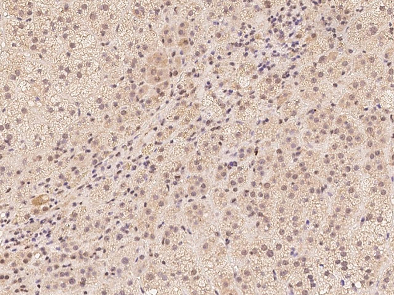 C7orf25 Antibody