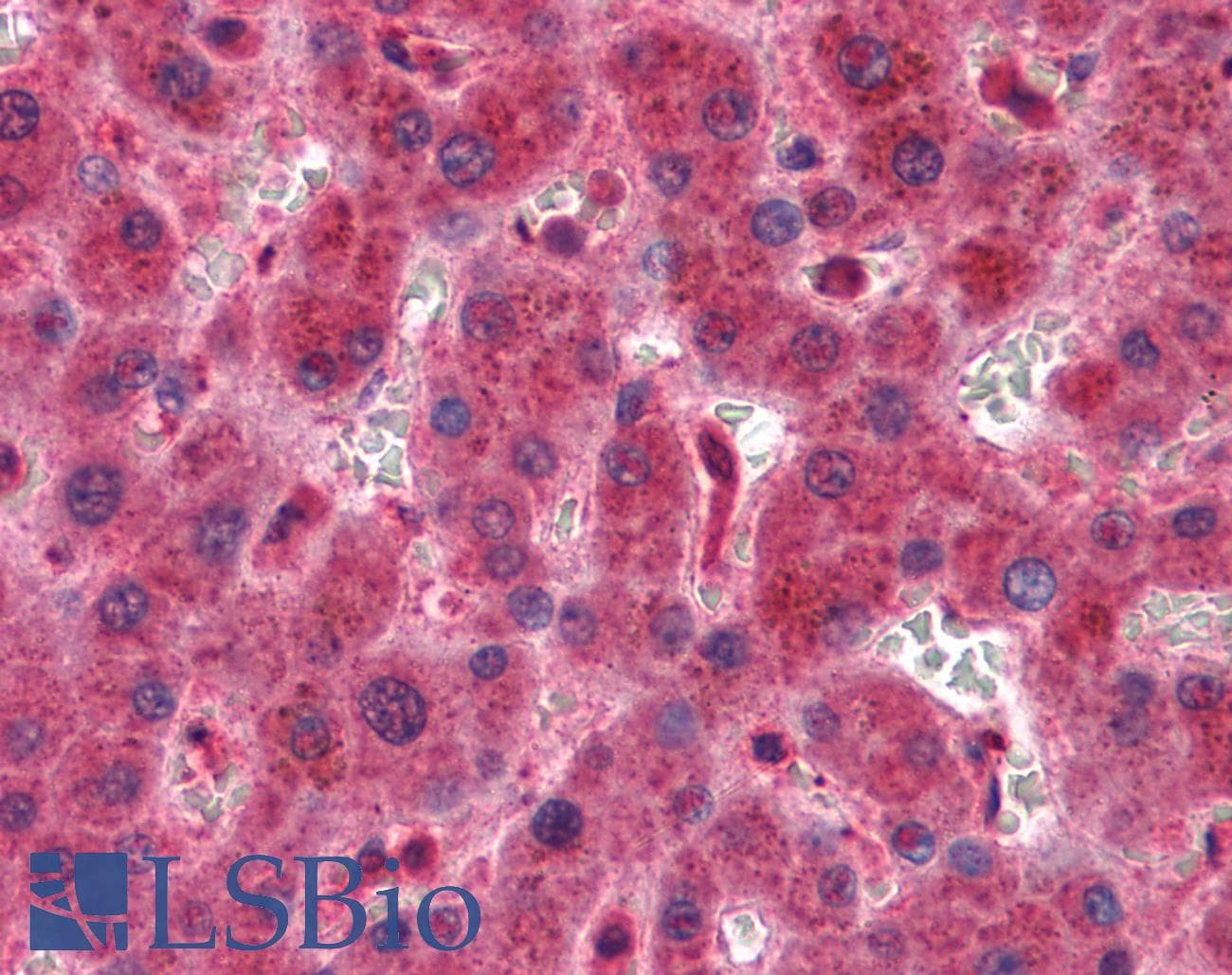 PathPlus™ TIMP2 Antibody (clone 3A4)