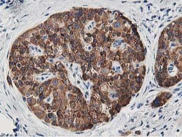LCMT1 Antibody (clone OTI4A5, Carrier-free)