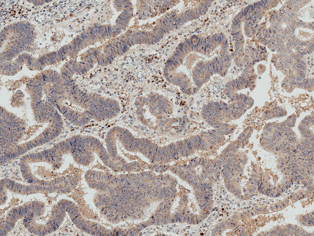 IRGM / LRG-47 Antibody (Atto 390)