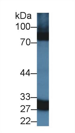 CA5A / Carbonic Anhydrase VA Antibody (aa12-219)