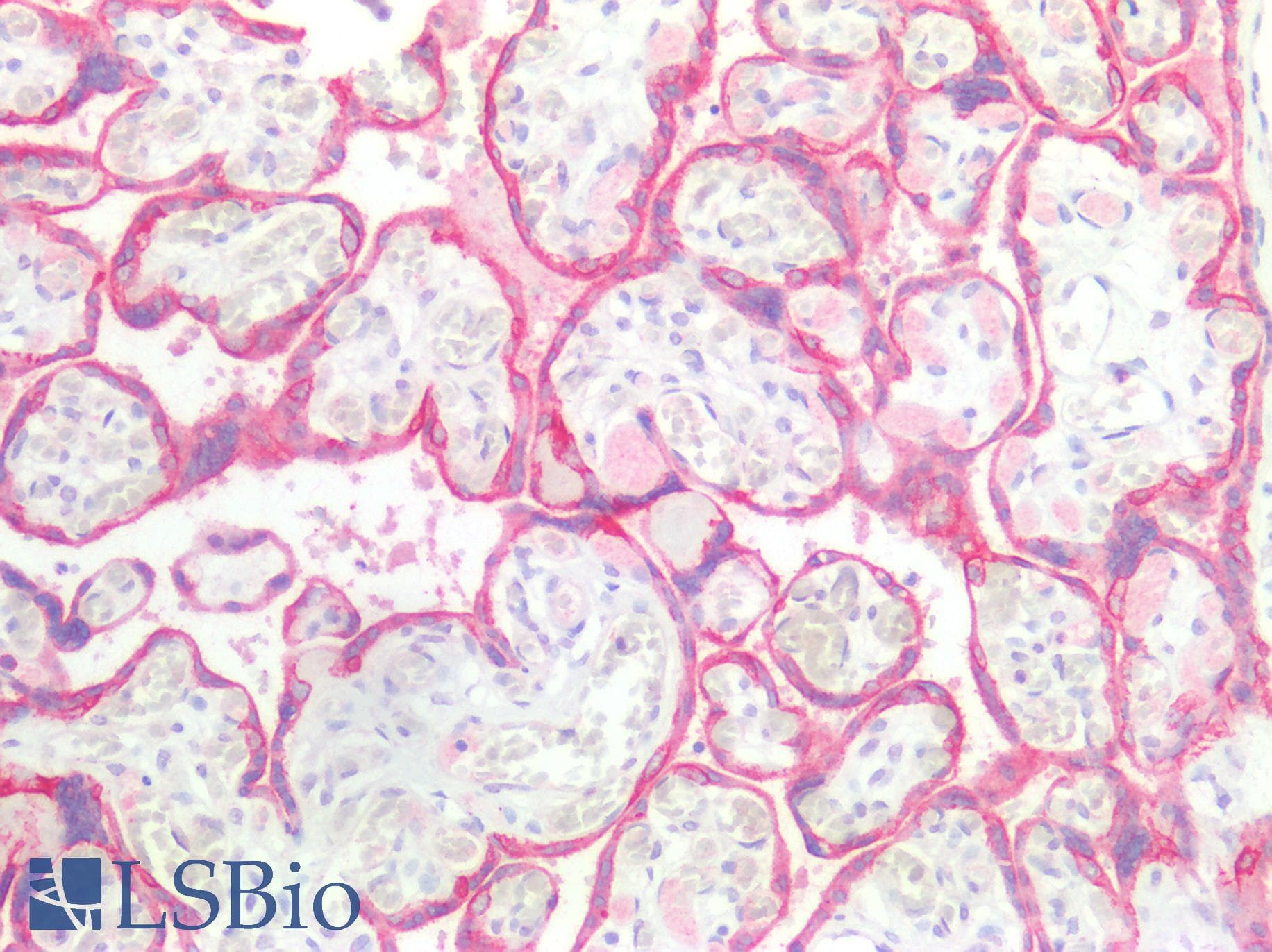 PathPlus™ GDF15 Antibody